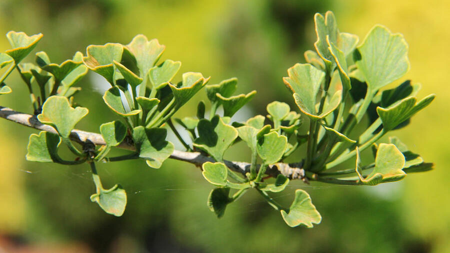 Jinan dvoulaločný 'Chris's Dwarf' - Ginkgo biloba 'Chris's Dwarf'