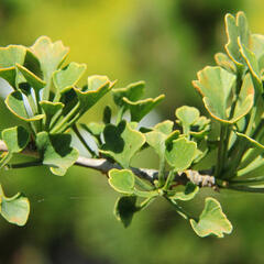 Jinan dvoulaločný 'Chris's Dwarf' - Ginkgo biloba 'Chris's Dwarf'