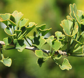 Jinan dvoulaločný 'Chris's Dwarf' - Ginkgo biloba 'Chris's Dwarf'