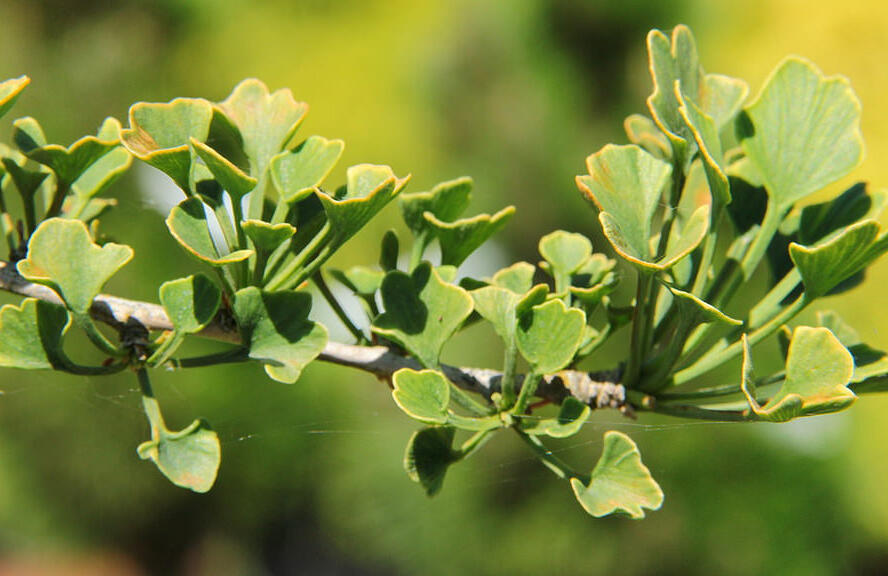 Jinan dvoulaločný 'Chris's Dwarf' - Ginkgo biloba 'Chris's Dwarf'