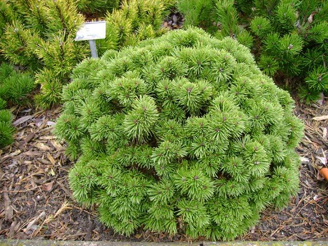 Borovice kleč 'Green Shadow' - Pinus mugo 'Green Shadow'