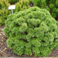 Borovice kleč 'Green Shadow' - Pinus mugo 'Green Shadow'