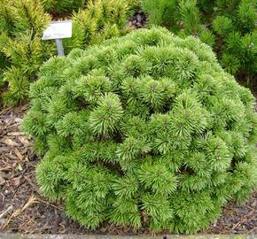 Borovice kleč 'Green Shadow' - Pinus mugo 'Green Shadow'