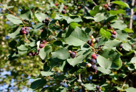 Muchovník olšolistý 'Thiessen' - Amelanchier alnifolia 'Thiessen'