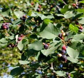 Muchovník olšolistý 'Thiessen' - Amelanchier alnifolia 'Thiessen'
