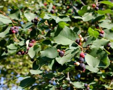 Muchovník olšolistý 'Thiessen'