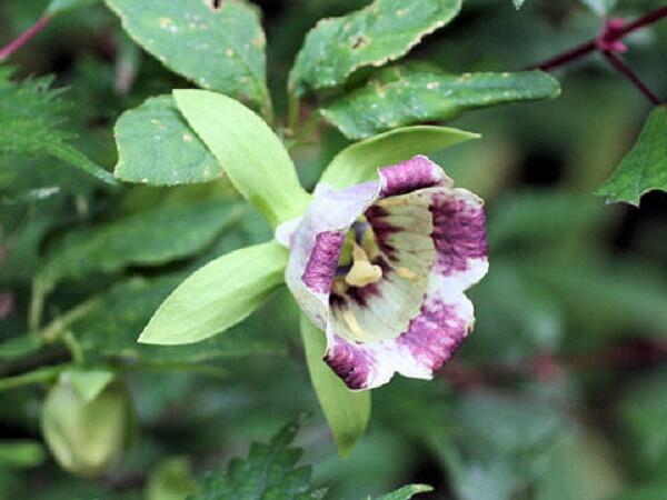 Pazvonek kopinatý - Codonopsis lanceolata