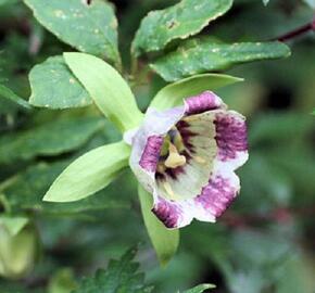 Pazvonek kopinatý - Codonopsis lanceolata