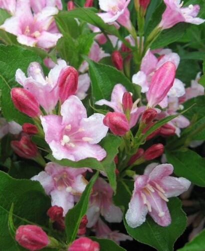 Vajgélie květnatá 'Pink Princess' - Weigela florida 'Pink Princess'