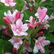 Vajgélie květnatá 'Pink Princess' - Weigela florida 'Pink Princess'