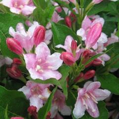 Vajgélie květnatá 'Pink Princess' - Weigela florida 'Pink Princess'