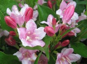 Vajgélie květnatá 'Pink Princess' - Weigela florida 'Pink Princess'