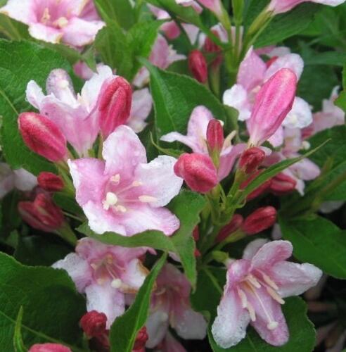 Vajgélie květnatá 'Pink Princess' - Weigela florida 'Pink Princess'