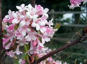 Kalina vonná - Viburnum farreri