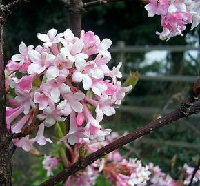 Kalina vonná - Viburnum farreri