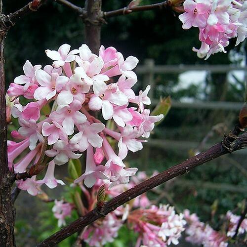 Kalina vonná - Viburnum farreri