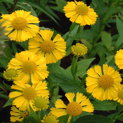 Záplevák 'Buttercup' - Helenium 'Buttercup'