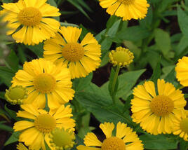 Záplevák 'Buttercup'