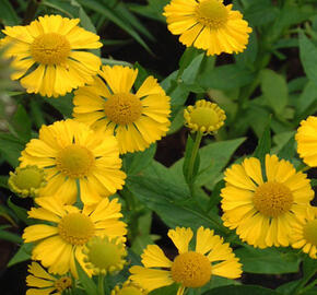 Záplevák 'Buttercup' - Helenium 'Buttercup'