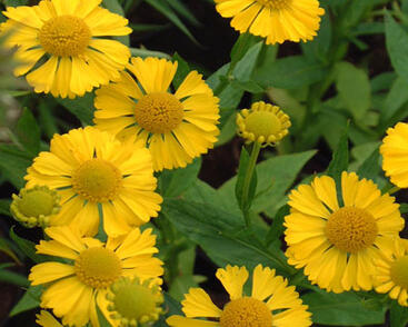 Záplevák 'Buttercup'