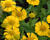 Záplevák 'Buttercup'