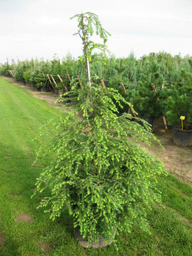 Jedlovec kanadský - Tsuga canadensis