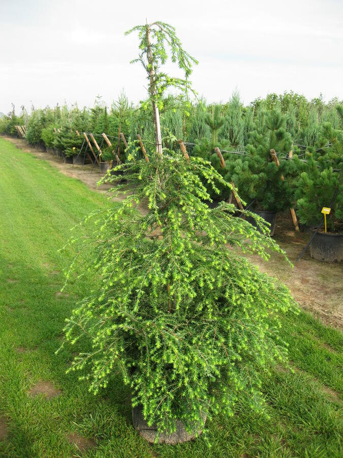 Jedlovec kanadský - Tsuga canadensis