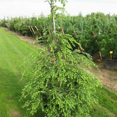 Jedlovec kanadský - Tsuga canadensis