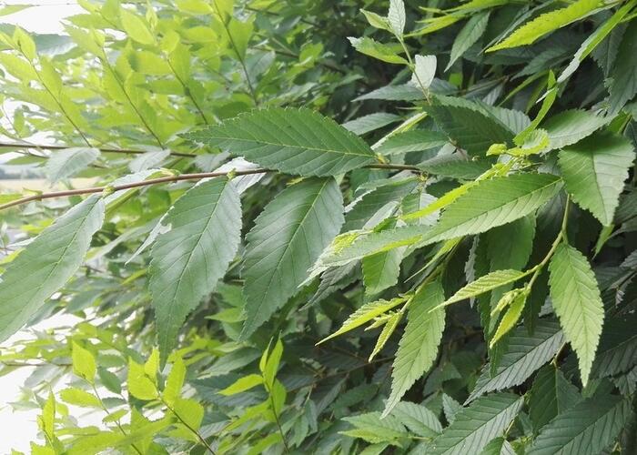Jilm sibiřský (Turkestánský brest) - Ulmus pumila