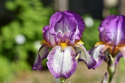 Kosatec německý 'Frühlingskleid' - Iris barbata-elatior 'Frühlingskleid'