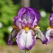 Kosatec německý 'Frühlingskleid' - Iris barbata-elatior 'Frühlingskleid'