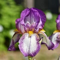 Kosatec německý 'Frühlingskleid' - Iris barbata-elatior 'Frühlingskleid'