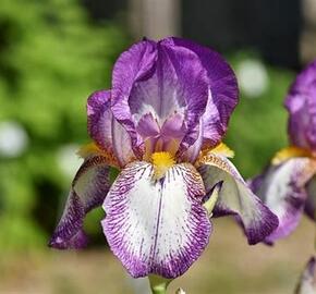 Kosatec německý 'Frühlingskleid' - Iris barbata-elatior 'Frühlingskleid'