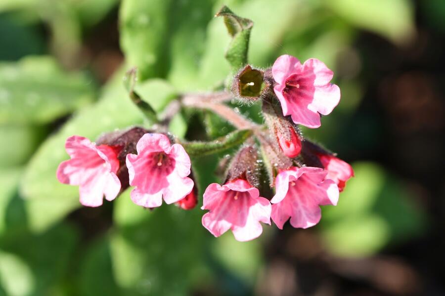 Plicník skvrnitý 'Mrs. Moon' - Pulmonaria saccharata 'Mrs. Moon'