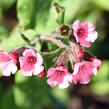 Plicník skvrnitý 'Mrs. Moon' - Pulmonaria saccharata 'Mrs. Moon'