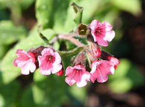 Plicník skvrnitý 'Mrs. Moon' - Pulmonaria saccharata 'Mrs. Moon'
