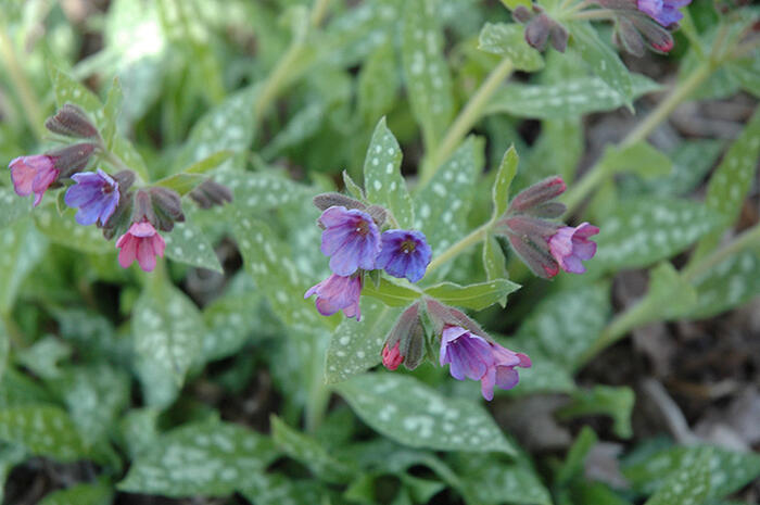 Plicník skvrnitý 'Mrs. Moon' - Pulmonaria saccharata 'Mrs. Moon'