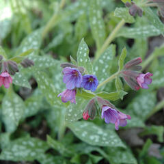 Plicník skvrnitý 'Mrs. Moon' - Pulmonaria saccharata 'Mrs. Moon'