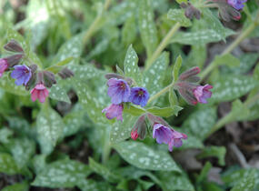 Plicník skvrnitý 'Mrs. Moon' - Pulmonaria saccharata 'Mrs. Moon'