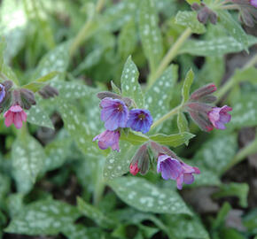 Plicník skvrnitý 'Mrs. Moon' - Pulmonaria saccharata 'Mrs. Moon'