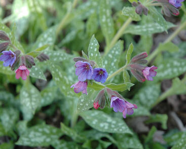 Plicník skvrnitý 'Mrs. Moon'