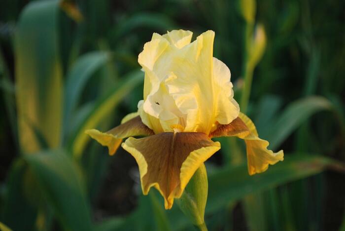 Kosatec německý 'Bayberry Candle' - Iris barbata-elatior 'Bayberry Candle'