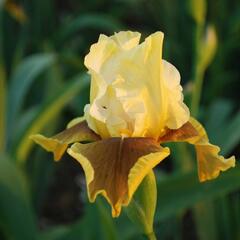 Kosatec německý 'Bayberry Candle' - Iris barbata-elatior 'Bayberry Candle'