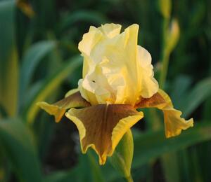Kosatec německý 'Bayberry Candle' - Iris barbata-elatior 'Bayberry Candle'