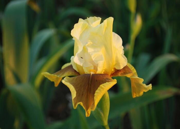 Kosatec německý 'Bayberry Candle' - Iris barbata-elatior 'Bayberry Candle'