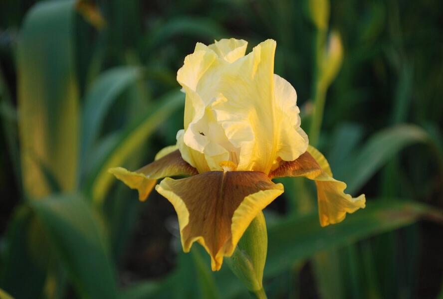Kosatec německý 'Bayberry Candle' - Iris barbata-elatior 'Bayberry Candle'
