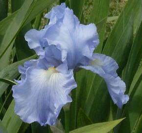 Kosatec německý 'Babbeling Brook' - Iris barbata-elatior 'Babbeling Brook'