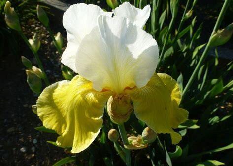 Kosatec německý 'Alpine Sunshine' - Iris barbata-elatior 'Alpine Sunshine'