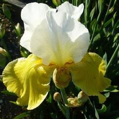 Kosatec německý 'Alpine Sunshine' - Iris barbata-elatior 'Alpine Sunshine'