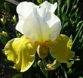 Kosatec německý 'Alpine Sunshine' - Iris barbata-elatior 'Alpine Sunshine'